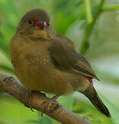 Red-billed Firefinch