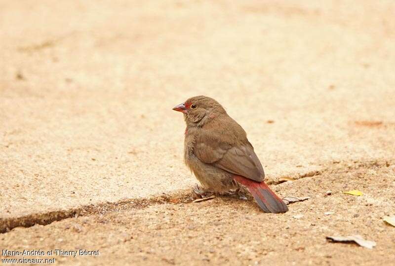 Red-billed Firefinch female adult, identification