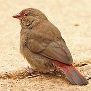 Red-billed Firefinch