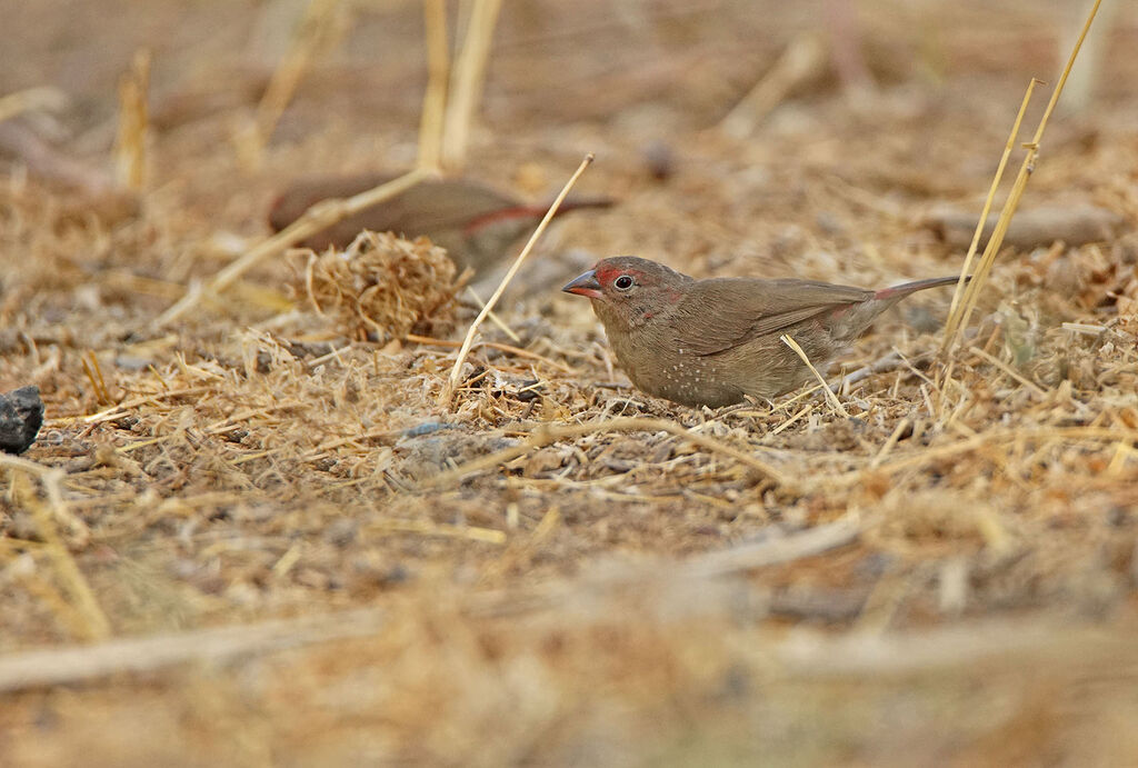 Red-billed Firefinch female