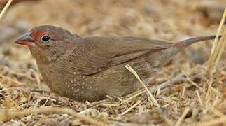 Red-billed Firefinch