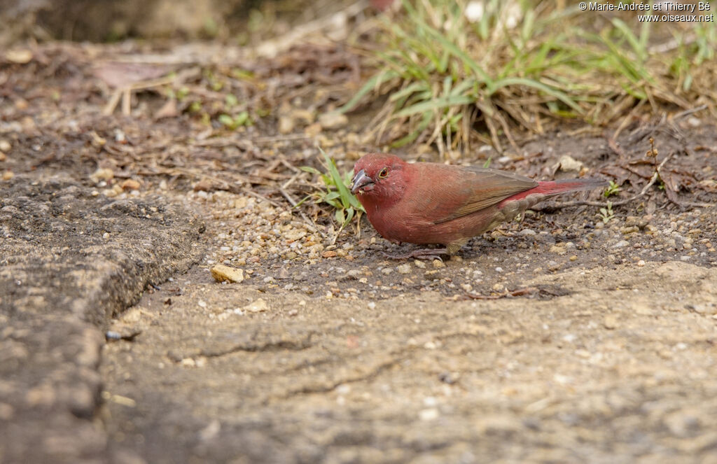 Red-billed Firefinch