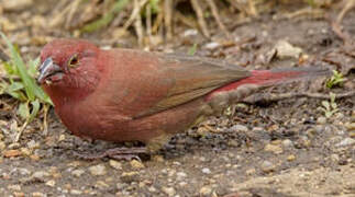 Red-billed Firefinch