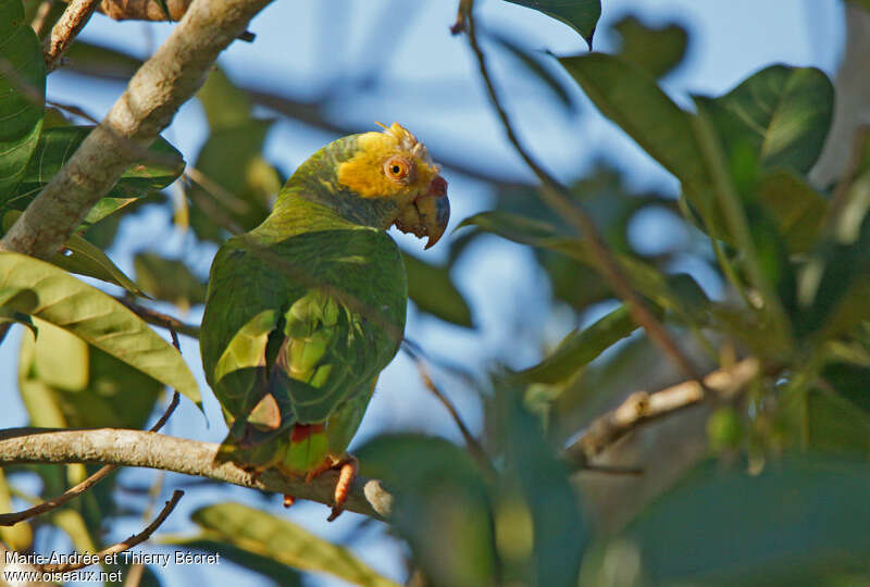 Amazone à face jauneadulte, identification