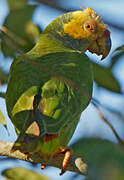 Yellow-faced Parrot