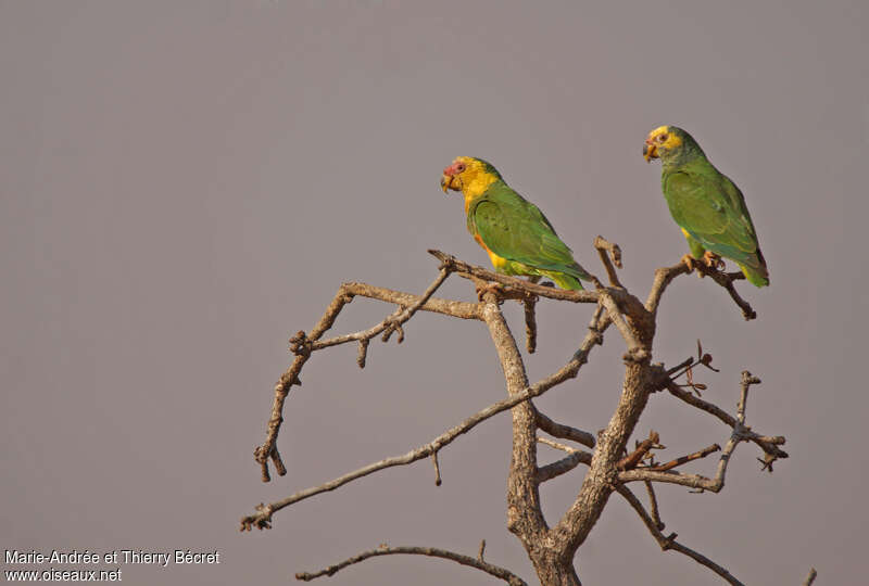 Yellow-faced Parrotadult