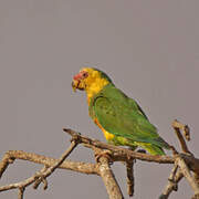 Yellow-faced Parrot