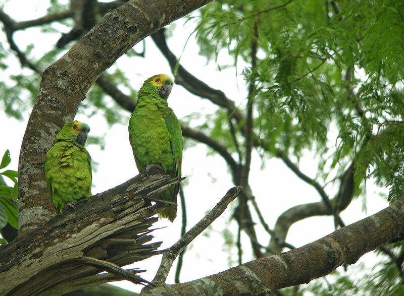 Turquoise-fronted Amazon