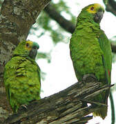 Turquoise-fronted Amazon