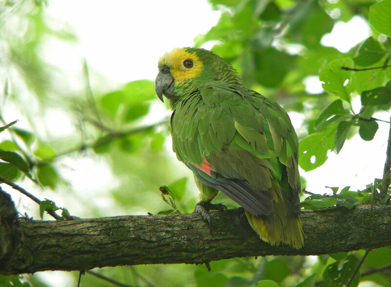 Turquoise-fronted Amazon