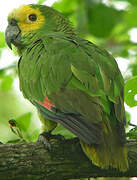 Turquoise-fronted Amazon