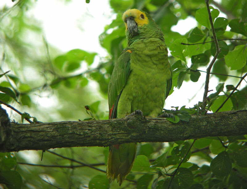 Amazone à front bleu