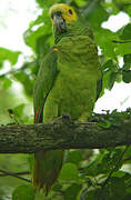 Turquoise-fronted Amazon