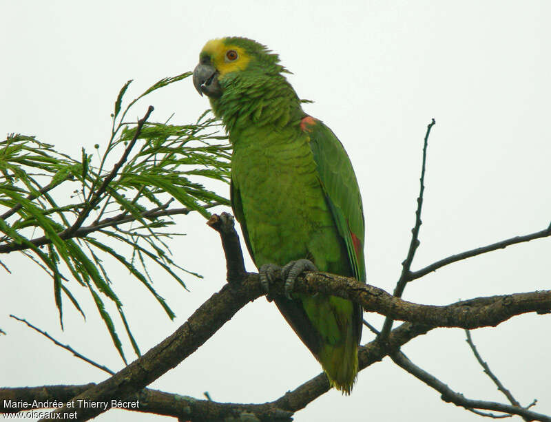 Amazone à front bleu, identification