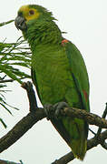 Turquoise-fronted Amazon