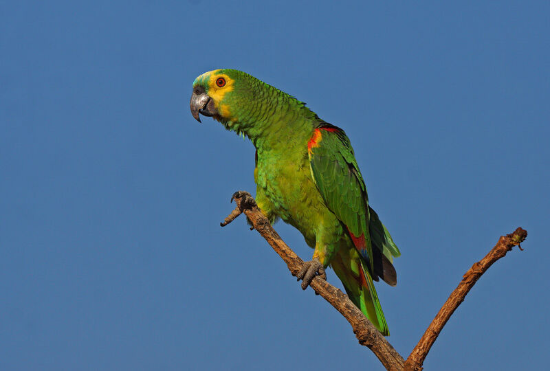 Amazone à front bleu