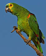 Turquoise-fronted Amazon