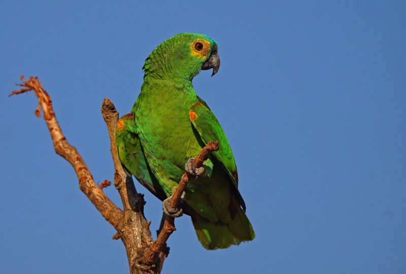 Amazone à front bleu