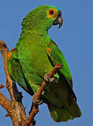 Turquoise-fronted Amazon