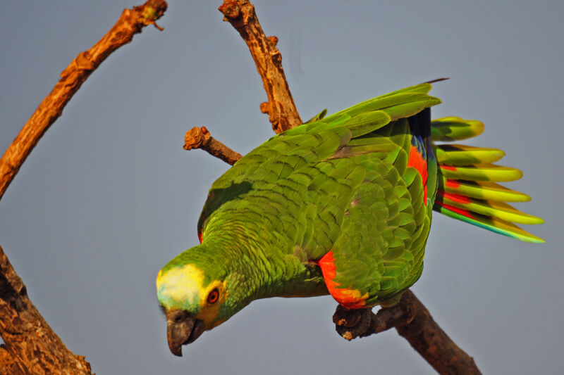 Amazone à front bleu