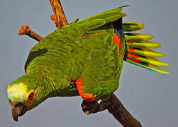 Turquoise-fronted Amazon