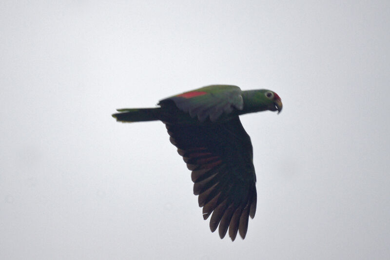 Red-lored Amazon