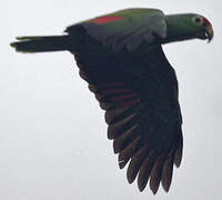 Red-lored Amazon