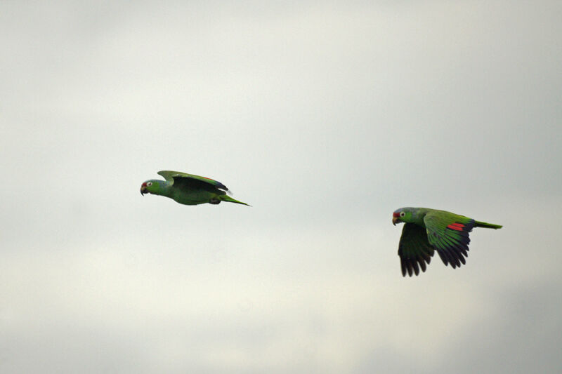 Amazone à lores rouges