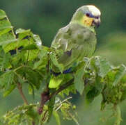 Orange-winged Amazon