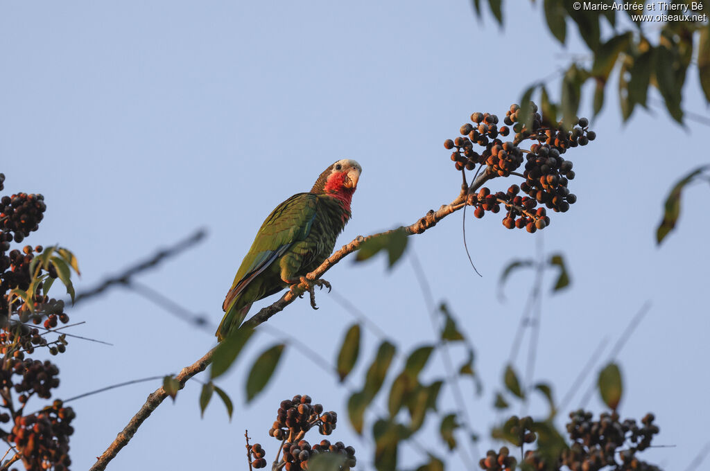 Amazone de Cuba
