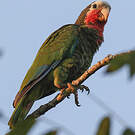 Amazone de Cuba