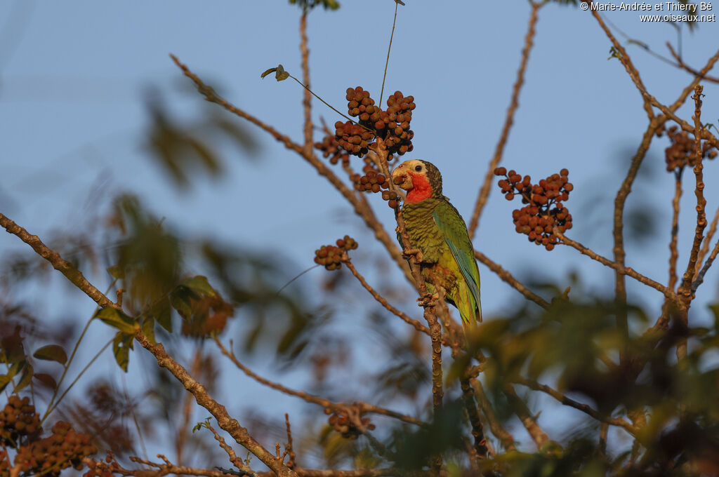 Amazone de Cuba