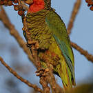 Amazone de Cuba