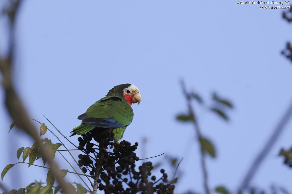 Amazone de Cuba