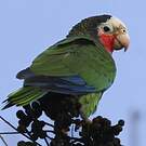 Amazone de Cuba
