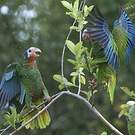 Amazone de Cuba