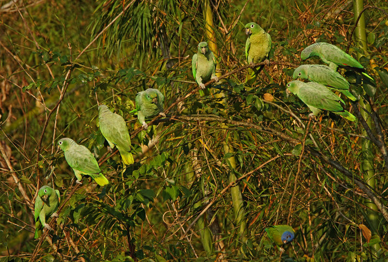 Southern Mealy Amazon