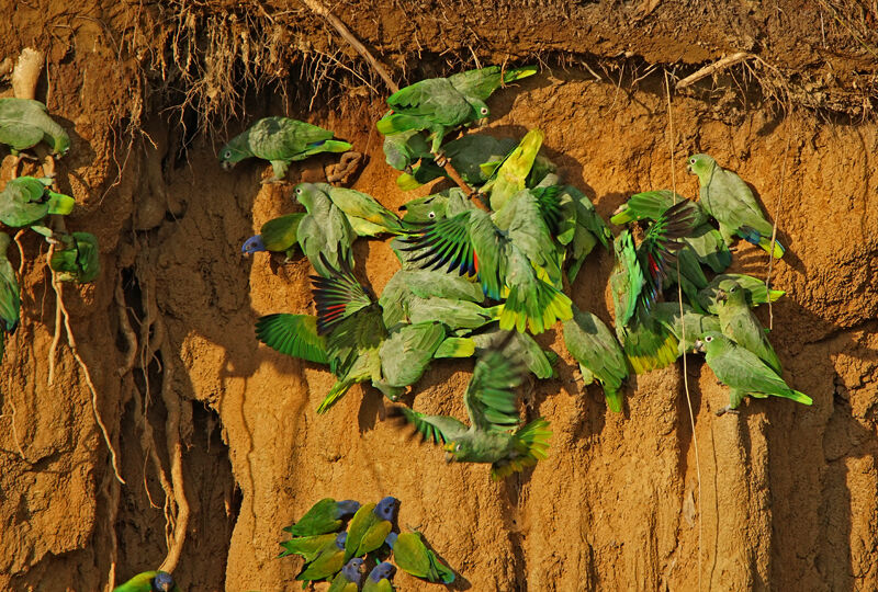 Amazone poudrée