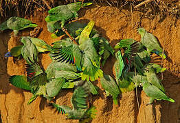 Southern Mealy Amazon