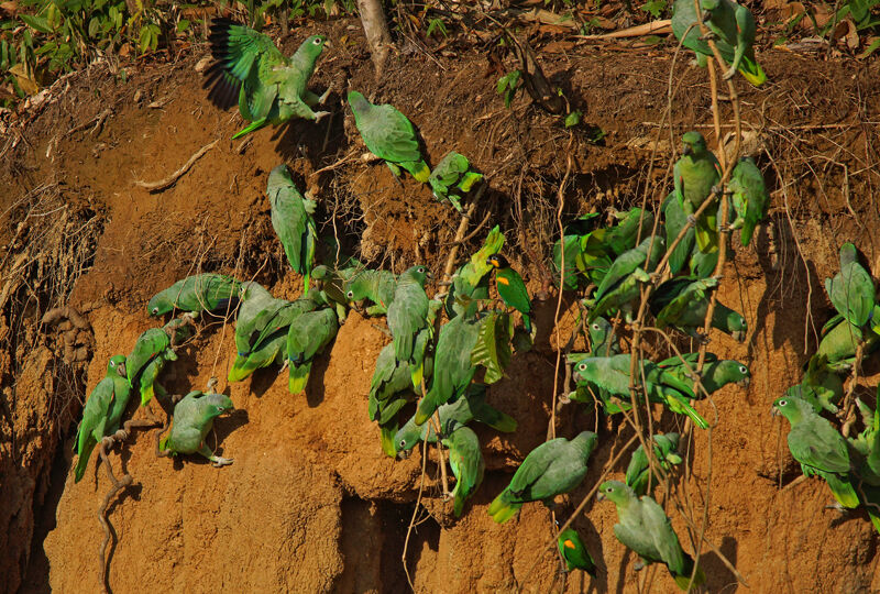 Southern Mealy Amazon