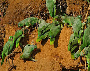 Amazone poudrée