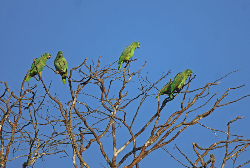 Amazone poudrée