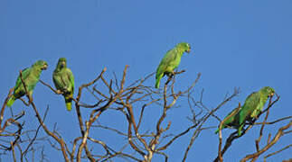 Southern Mealy Amazon