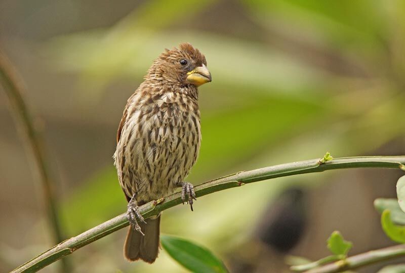 Thick-billed Weaver female