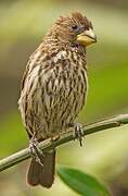 Thick-billed Weaver