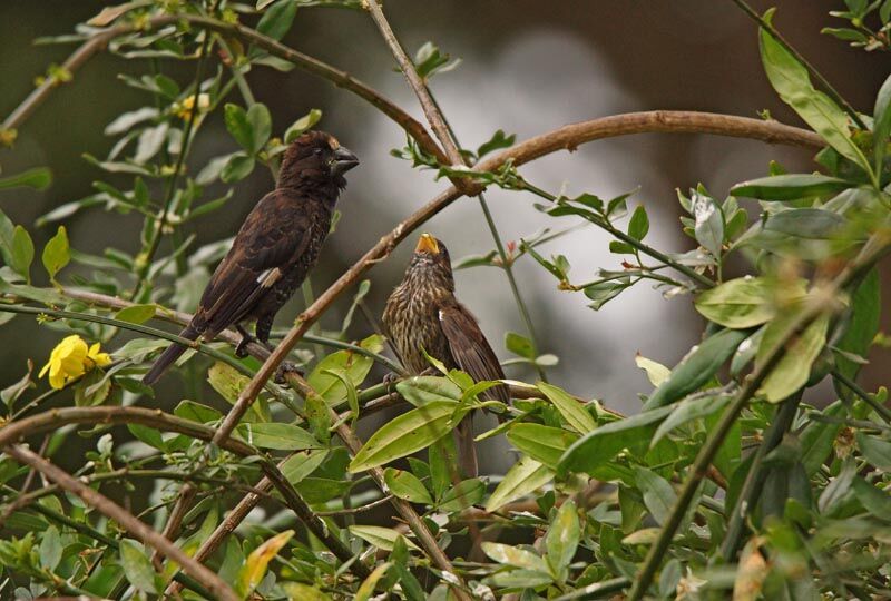 Thick-billed Weaver