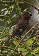 Thick-billed Weaver