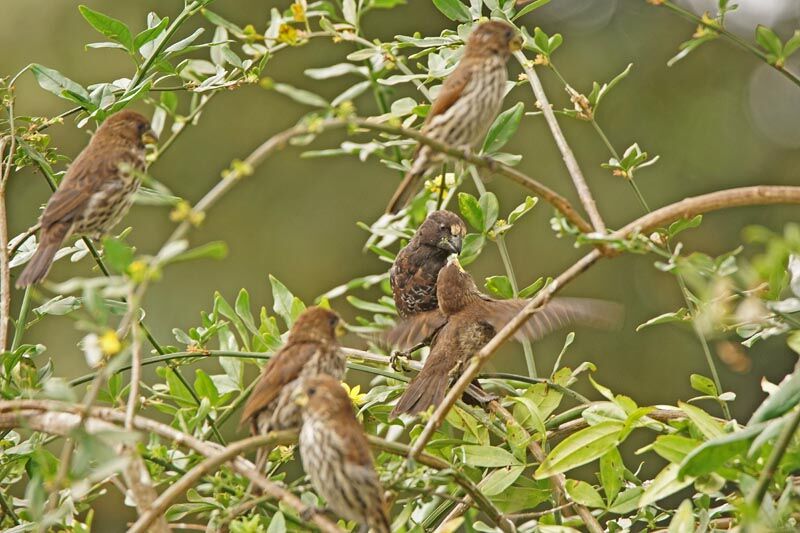 Thick-billed Weaver