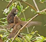 Thick-billed Weaver