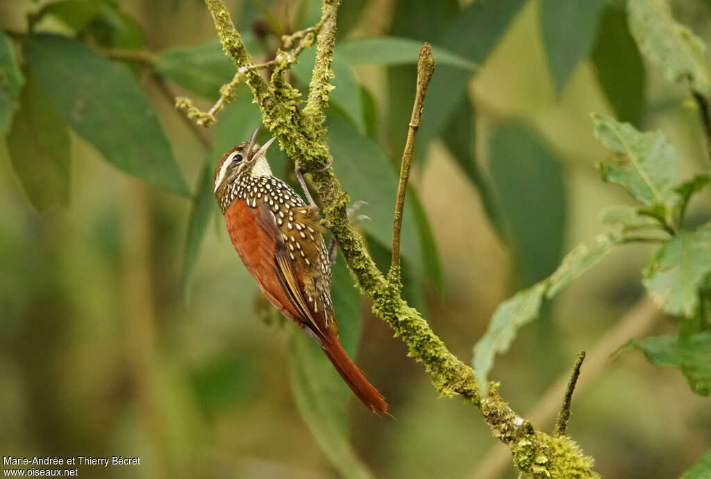 Pearled Treerunneradult, identification